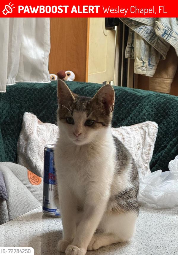 Lost Male Cat last seen Wesley grove blvd Grove mini Golf, Wesley Chapel, FL 33544