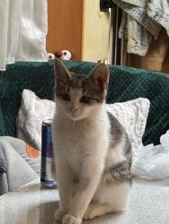 Lost Male Cat last seen Wesley grove blvd Grove mini Golf, Wesley Chapel, FL 33544
