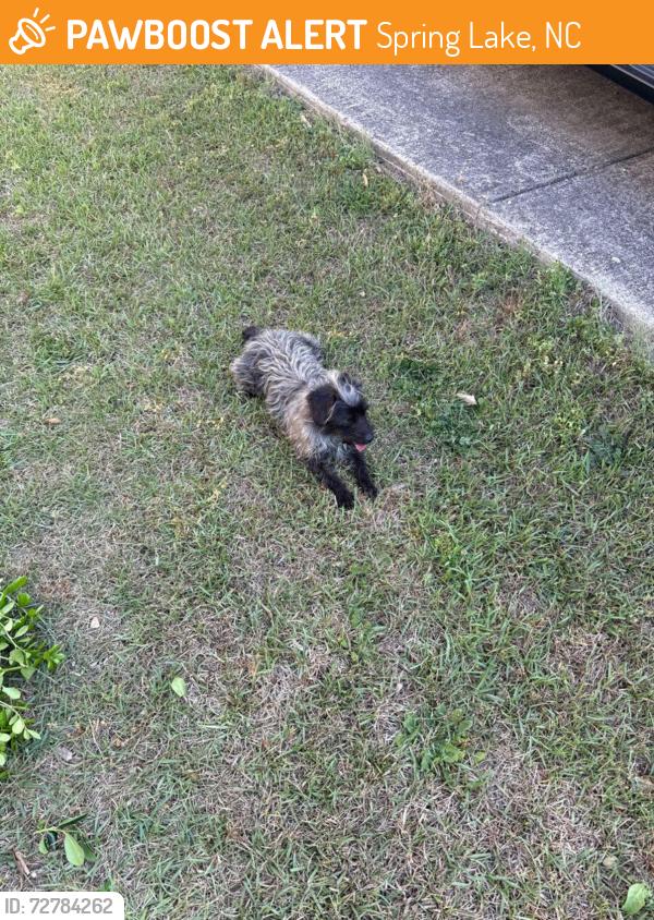 Found/Stray Female Dog last seen Morehead St. , Spring Lake, NC 28390