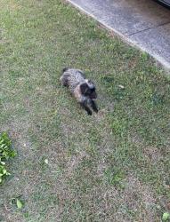 Found/Stray Female Dog last seen Morehead St. , Spring Lake, NC 28390