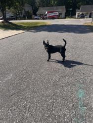Found/Stray Male Dog last seen Mailwood x Troubador x Varcroft, Knightdale, NC 27545