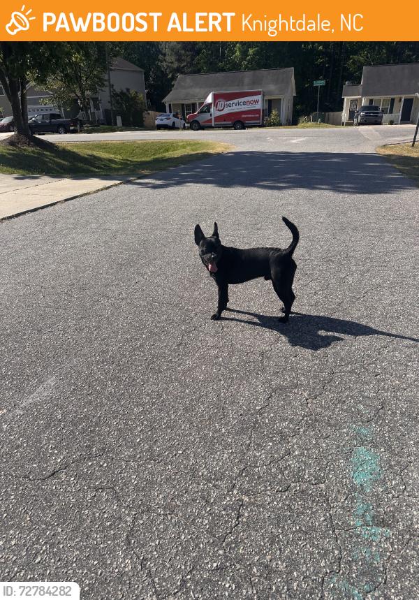Found/Stray Male Dog last seen Mailwood x Troubador x Varcroft, Knightdale, NC 27545
