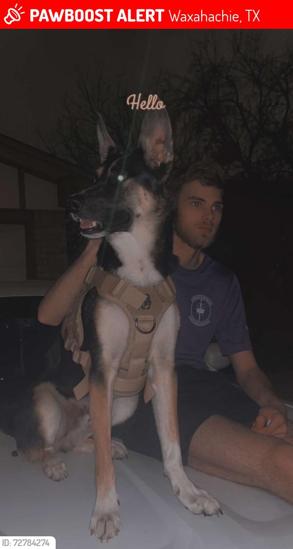 Lost Male Dog last seen Near Oxford Ranch Ct, Waxahachie Tx 75167, Waxahachie, TX 75167