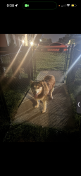 Found/Stray Male Dog last seen Huntington Drive and Leaf Avenue , Murfreesboro, TN 37130