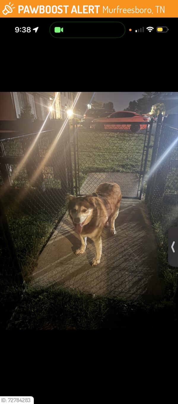 Found/Stray Male Dog last seen Huntington Drive and Leaf Avenue , Murfreesboro, TN 37130