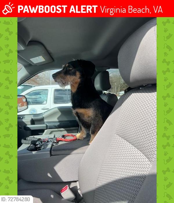 Lost Male Dog last seen Larkspur pool/  kempsville meadows elementary, Virginia Beach, VA 23462