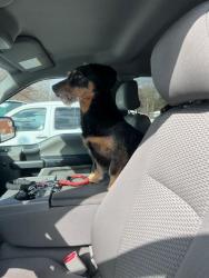 Lost Male Dog last seen Larkspur pool/  kempsville meadows elementary, Virginia Beach, VA 23462