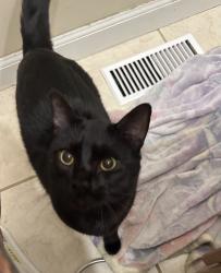 Found/Stray Male Cat last seen Hoots , O'Fallon, MO 63366