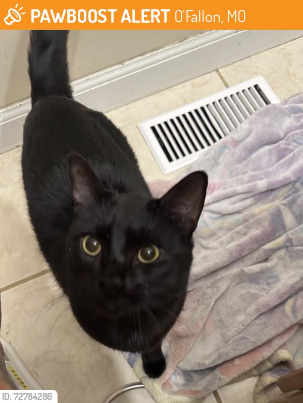 Found/Stray Male Cat last seen Hoots , O'Fallon, MO 63366