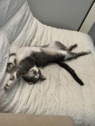 Lost Female Cat last seen Near and sman exit area, Dallas, TX 75243