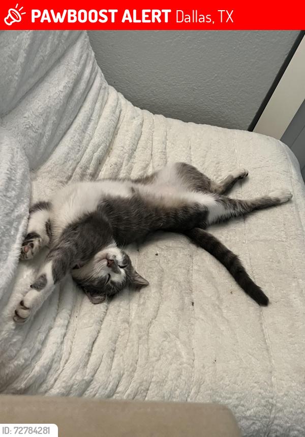 Lost Female Cat last seen Near and sman exit area, Dallas, TX 75243
