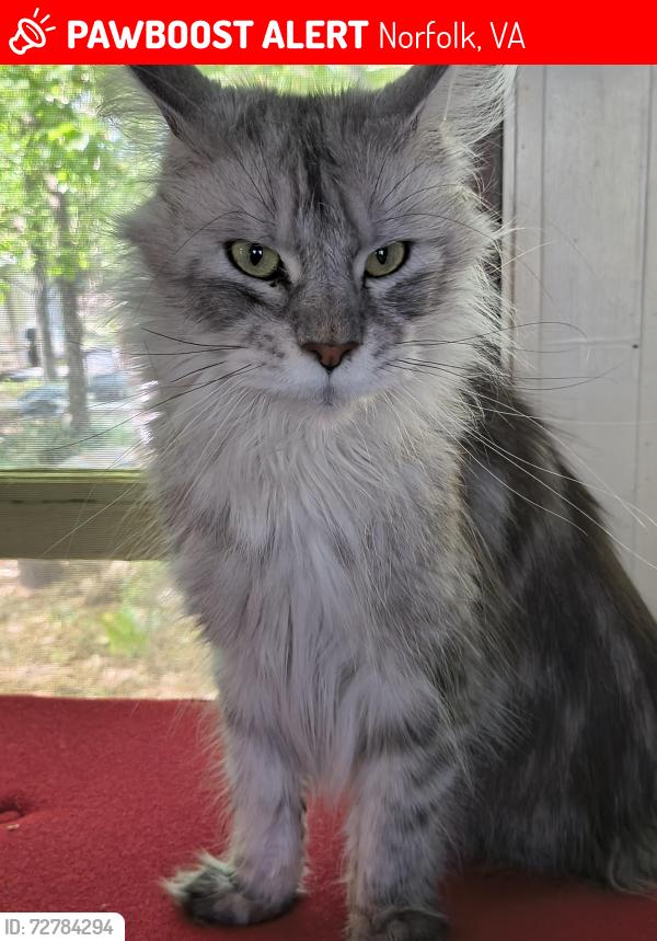 Lost Female Cat last seen Chester granby, Norfolk, VA 23503