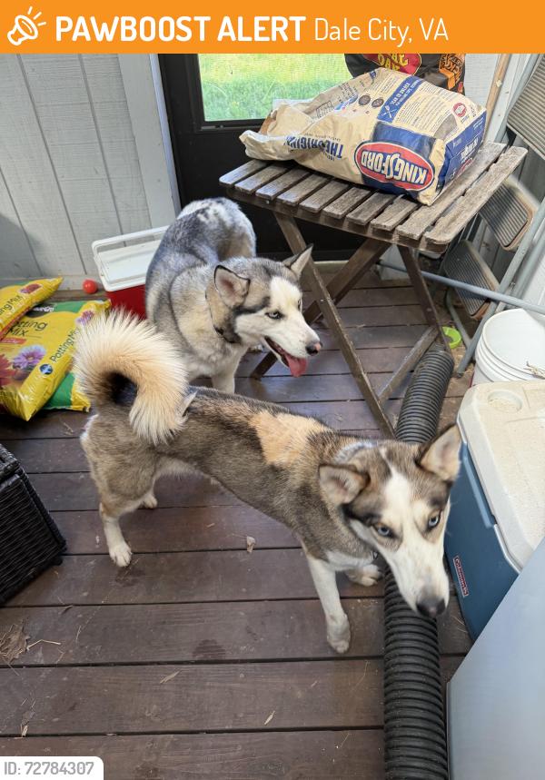 Found/Stray Male Dog last seen Princedale Drive and Saddler Lane, Dale City, VA 22193