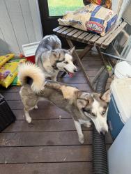 Found/Stray Male Dog last seen Princedale Drive and Saddler Lane, Dale City, VA 22193