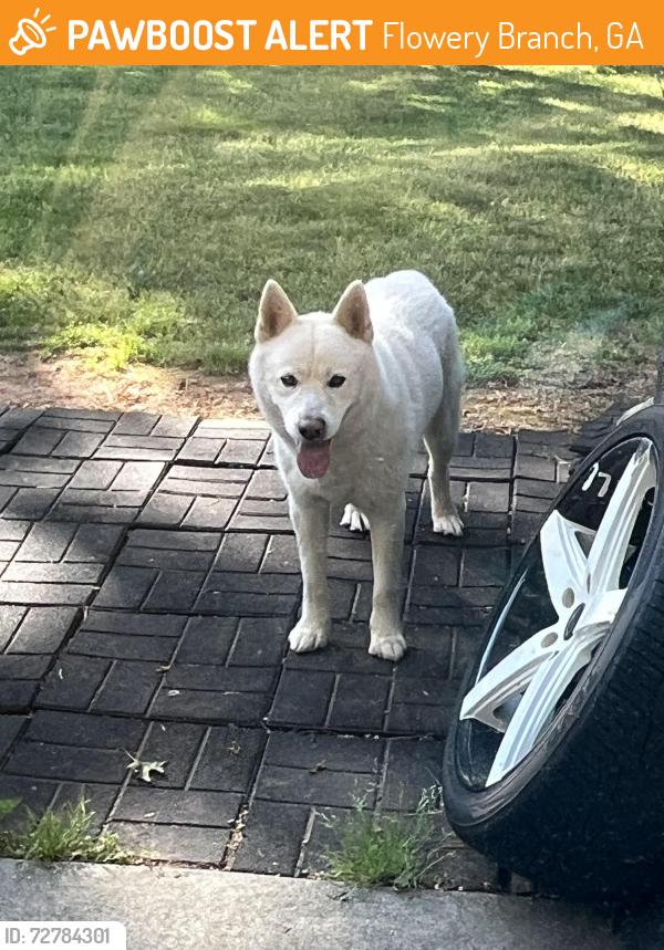 Found/Stray Male Dog last seen Flower branch, Flowery Branch, GA 30542