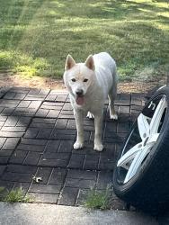 Found/Stray Male Dog last seen Flower branch, Flowery Branch, GA 30542