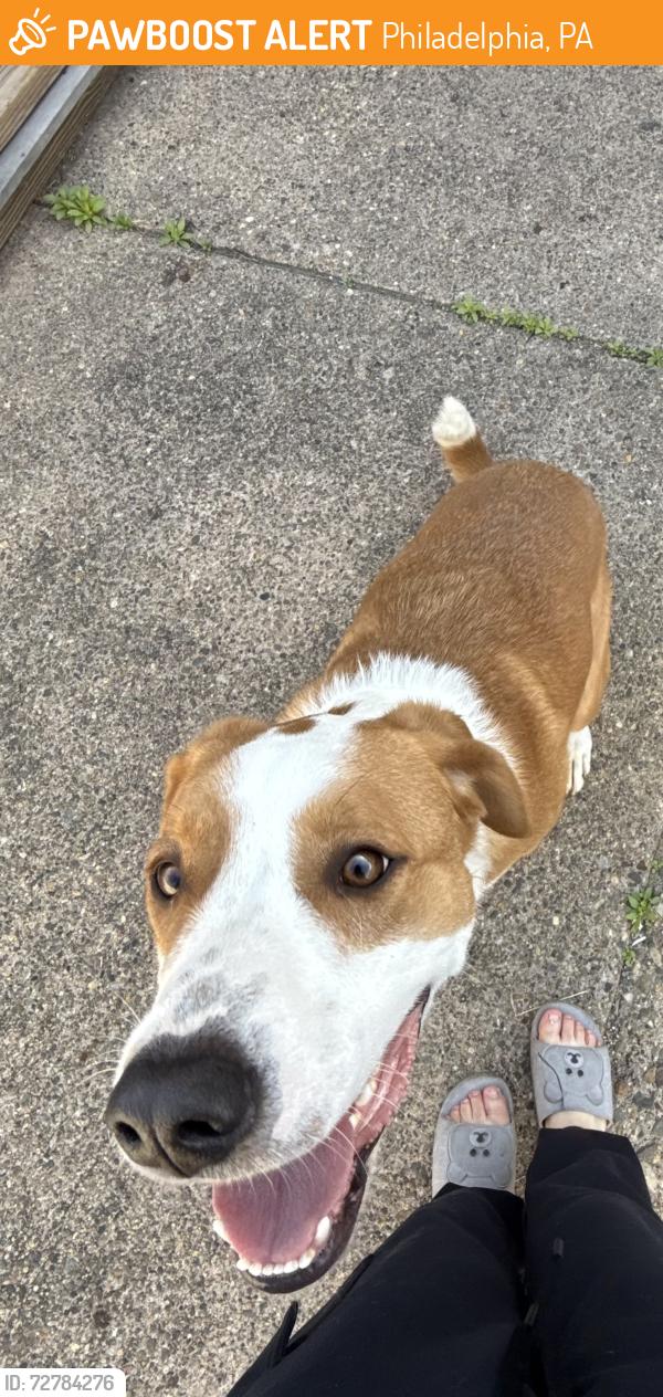 Found/Stray Unknown Dog last seen Mckean Philadelphia Pa, Philadelphia, PA 19145