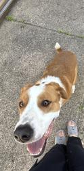 Found/Stray Unknown Dog last seen Mckean Philadelphia Pa, Philadelphia, PA 19145