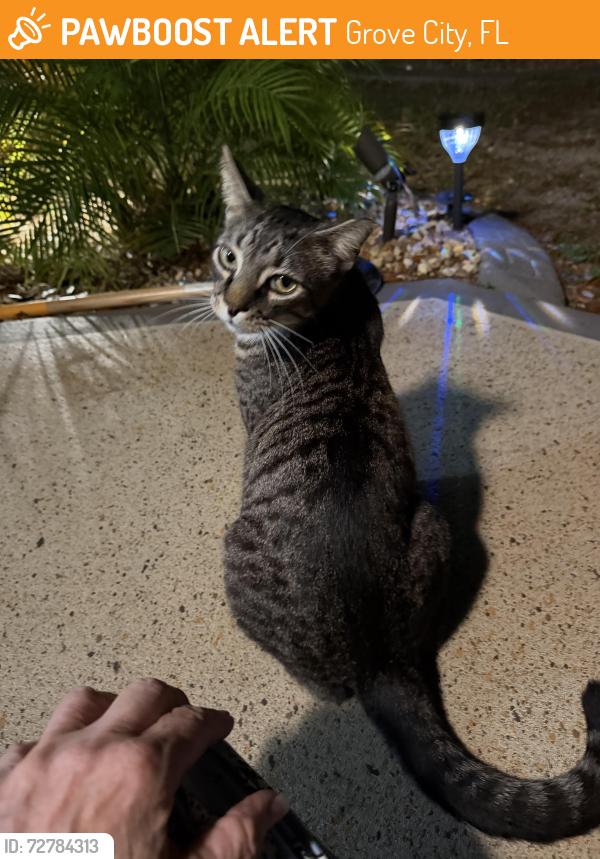 Found/Stray Unknown Cat last seen Oceanspray and Waterford , Grove City, FL 34224