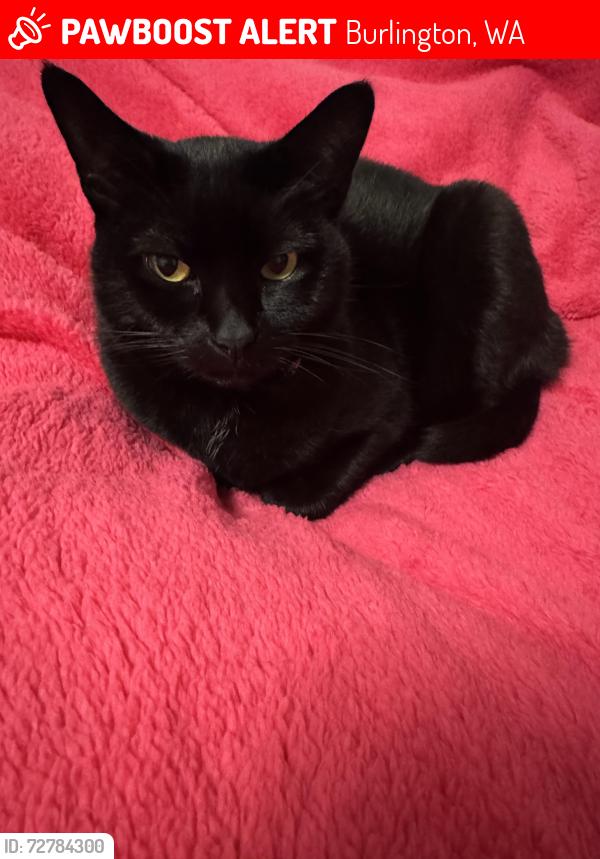 Lost Female Cat last seen Orange Ave & Regent Burlington Wa , Burlington, WA 98233