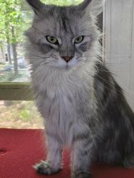 Lost Female Cat last seen Semmes Ave and Chester , Norfolk, VA 23503