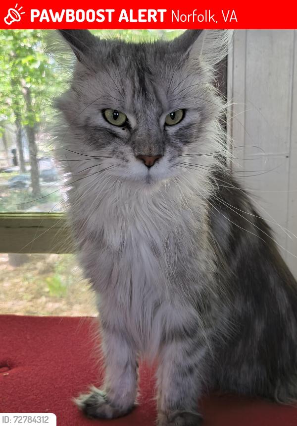 Lost Female Cat last seen Semmes Ave and Chester , Norfolk, VA 23503