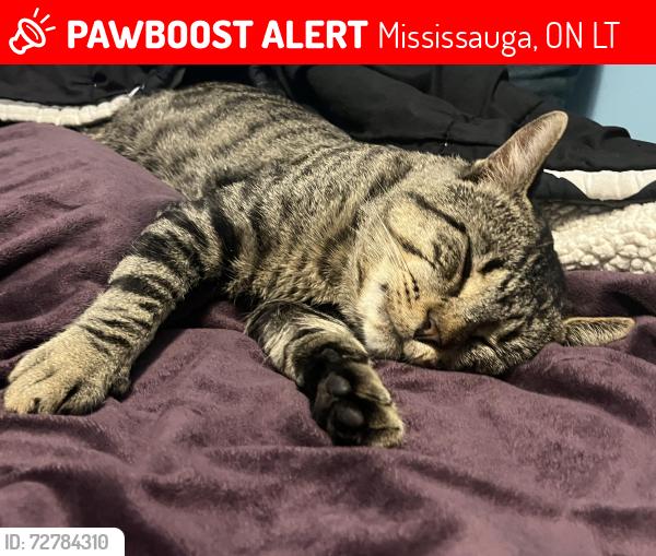 Lost Male Cat last seen Malton, Mississauga, ON L4T