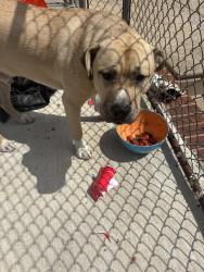 Found/Stray Male Dog last seen neighbor holding in yard, Philadelphia, PA 19124