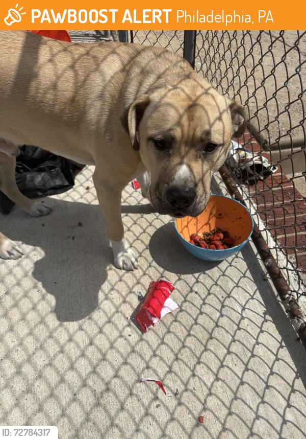 Found/Stray Male Dog last seen neighbor holding in yard, Philadelphia, PA 19124