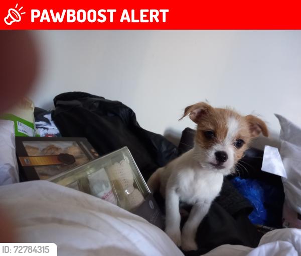 Lost Male Dog last seen Brent Cross, Greater London, England NW2 1JJ