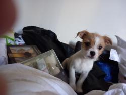 Lost Male Dog last seen Brent Cross, Greater London, England NW2 1JJ