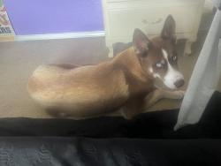 Found/Stray Male Dog last seen Cable Ranch Road, San Antonio, TX 78245