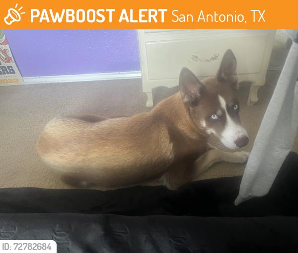 Found/Stray Male Dog last seen Cable Ranch Road, San Antonio, TX 78245