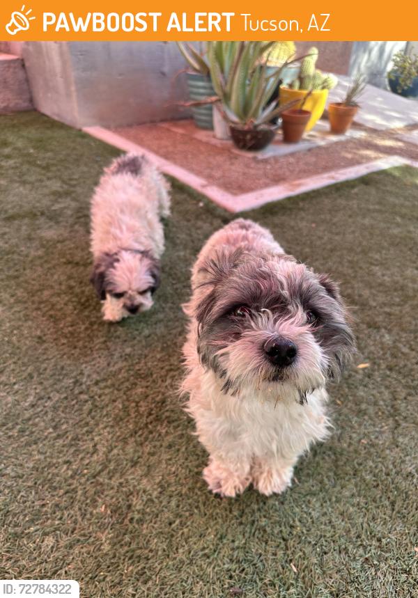 Found/Stray Unknown Dog last seen 36th st and South Park Ave , Tucson, AZ 85713