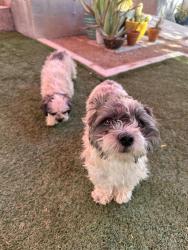 Found/Stray Unknown Dog last seen 36th st and South Park Ave , Tucson, AZ 85713