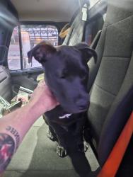 Found/Stray Male Dog last seen Waffle hse , Asheville, NC 28801