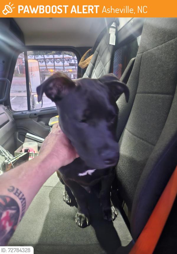 Found/Stray Male Dog last seen Waffle hse , Asheville, NC 28801