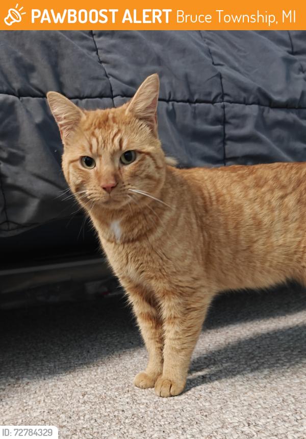 Found/Stray Male Cat last seen McKay Rd and Scotch Settlement, Bruce Township, MI 48065