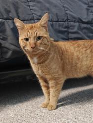 Found/Stray Male Cat last seen McKay Rd and Scotch Settlement, Bruce Township, MI 48065