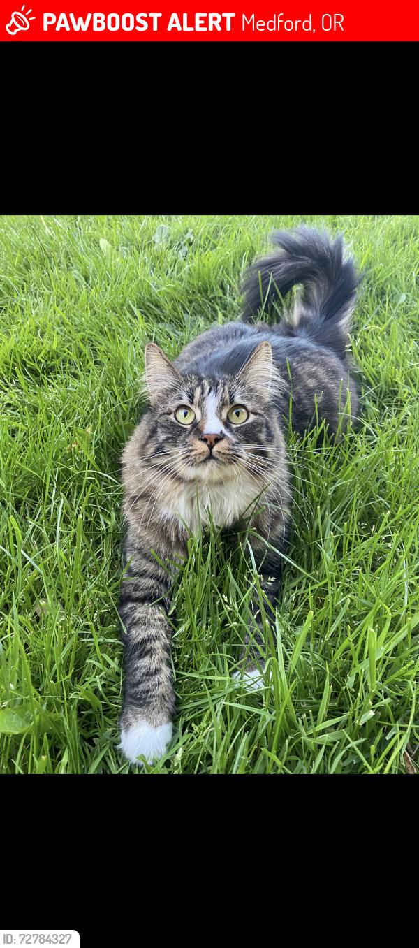 Lost Male Cat last seen Nome ct. spring brook. Foothills. , Medford, OR 97504