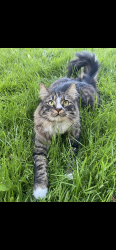 Lost Male Cat last seen Nome ct. spring brook. Foothills. , Medford, OR 97504