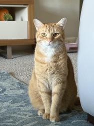 Lost Female Cat last seen Silver sage lane, St. Augustine, FL 32095