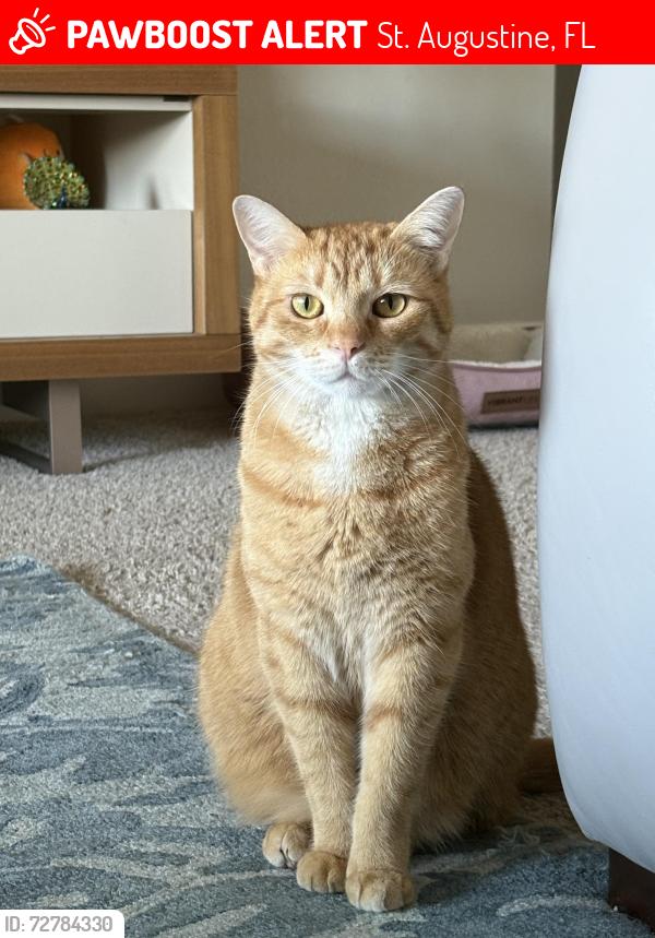 Lost Female Cat last seen Silver sage lane, St. Augustine, FL 32095