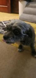 Found/Stray Female Dog last seen Hamilton/Trenton area , Hamilton Township, NJ 08619