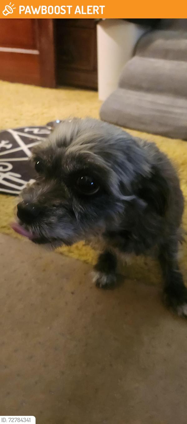 Found/Stray Female Dog last seen Hamilton/Trenton area , Hamilton Township, NJ 08619