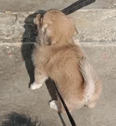 Lost Male Dog last seen Vivekananda convent school dadri railway road, Dadri, UP 