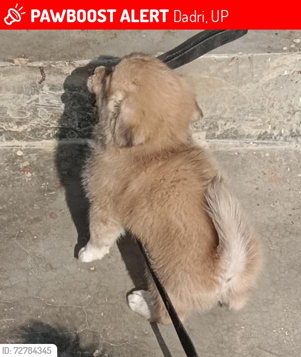 Lost Male Dog last seen Vivekananda convent school dadri railway road, Dadri, UP 