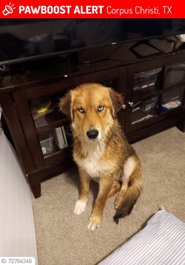 Lost Male Dog last seen Port St corpus christi , Corpus Christi, TX 78415