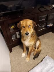 Lost Male Dog last seen Port St corpus christi , Corpus Christi, TX 78415