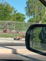 Found/Stray Unknown Dog last seen Chacoma and San Pasqual, Albuquerque, NM 87104